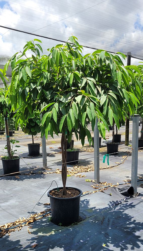 ficus-binnendijkii-amstel-king-ficus-maclellandii-amstel-king