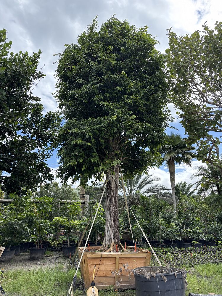 ficus-binnendijkii-amstel-king-ficus-maclellandii-amstel-king