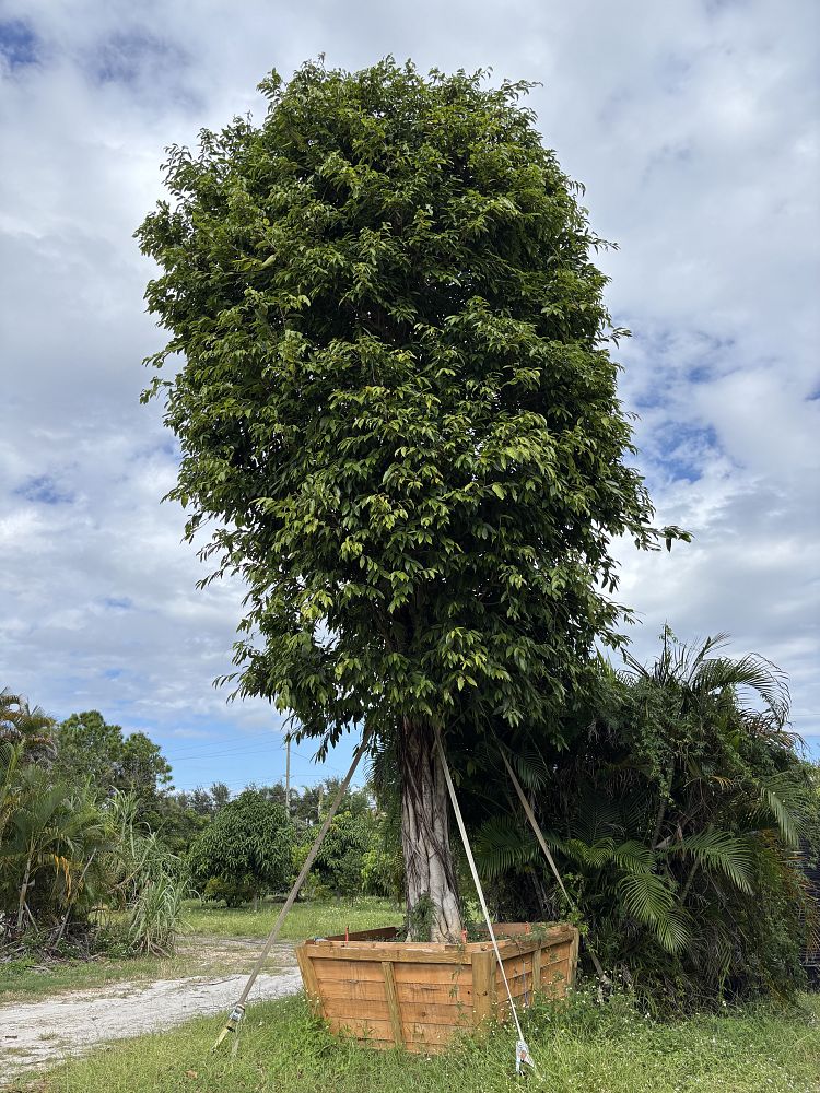 ficus-binnendijkii-amstel-king-ficus-maclellandii-amstel-king