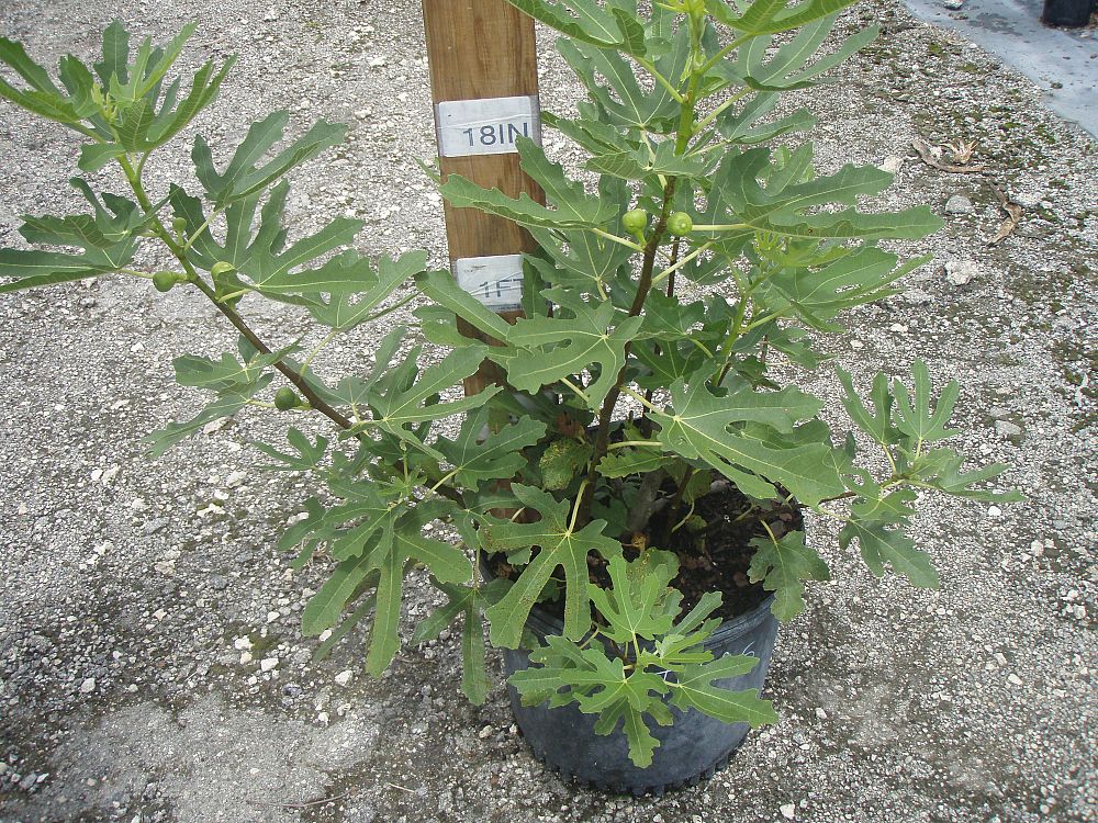 ficus-carica-black-mission-fig-tree-edible