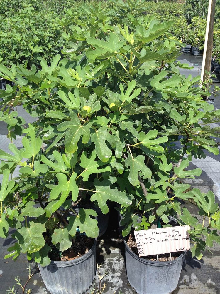 ficus-carica-black-mission-fig-tree-edible