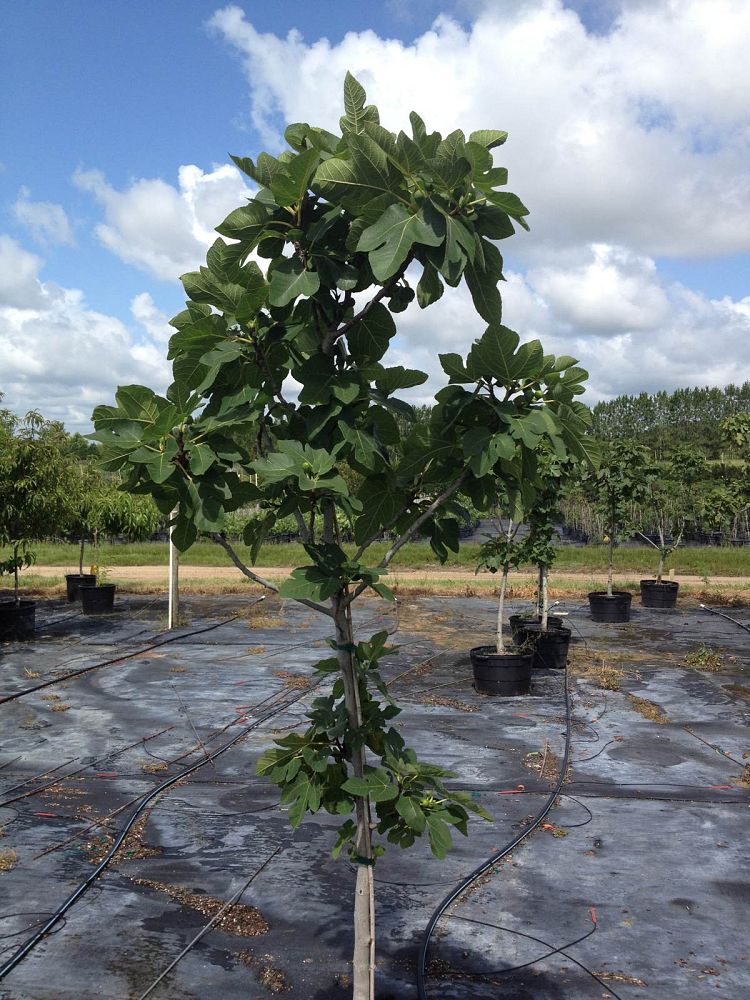 ficus-carica-brown-turkey-fig-tree-edible