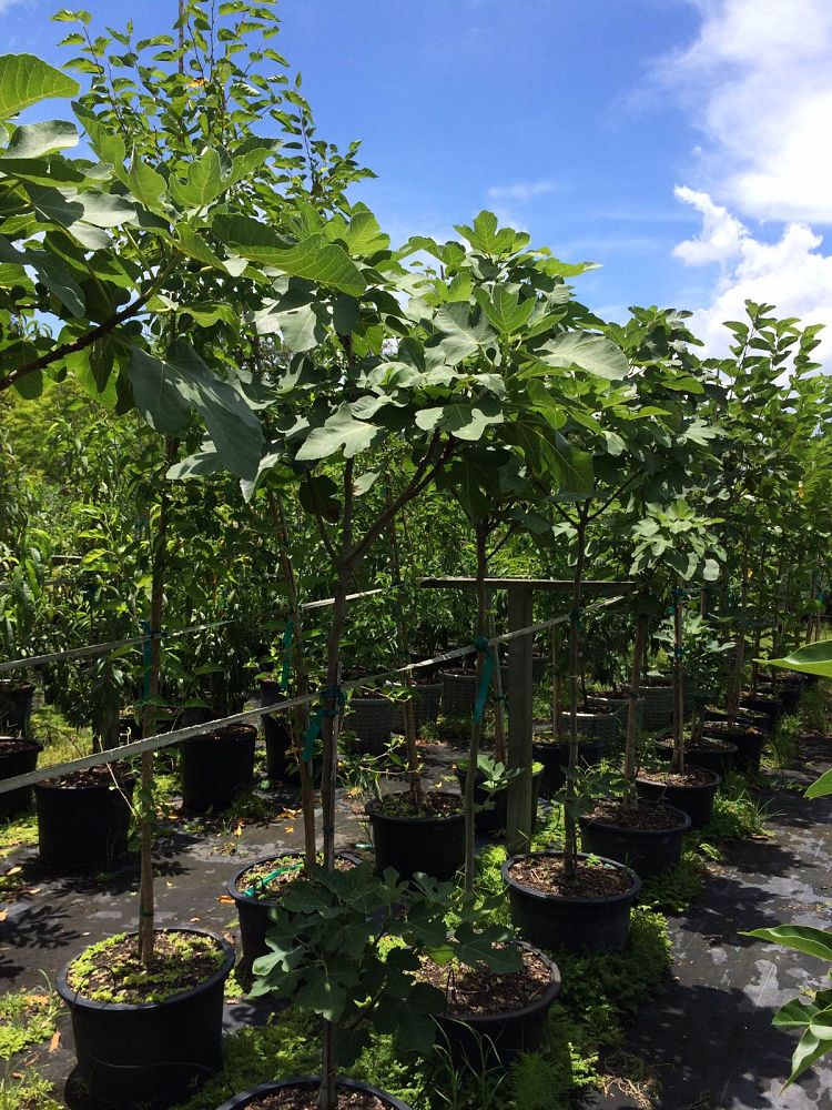 ficus-carica-brown-turkey-fig-tree-edible