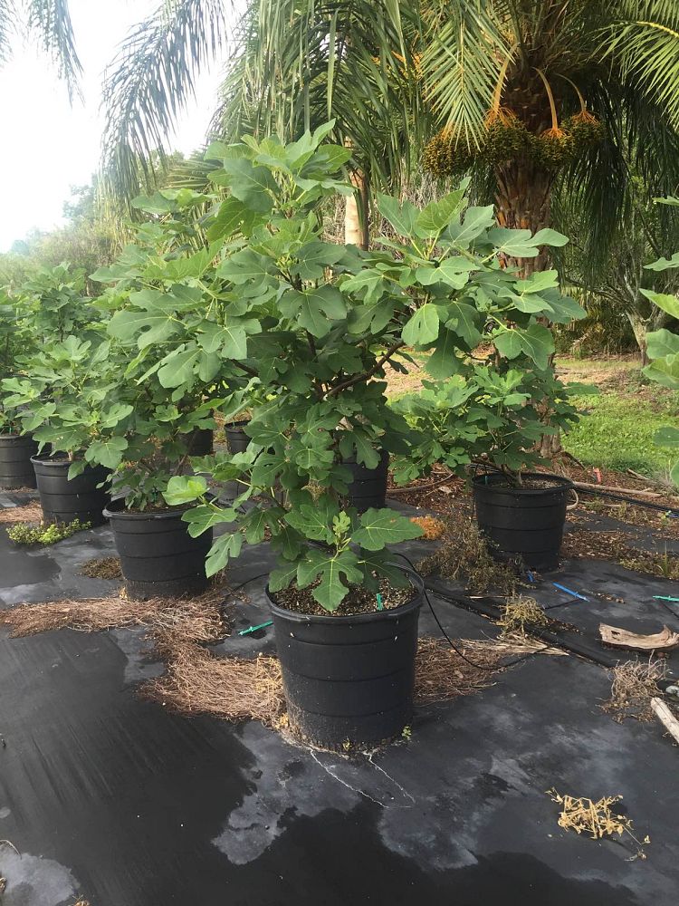 ficus-carica-brown-turkey-fig-tree-edible