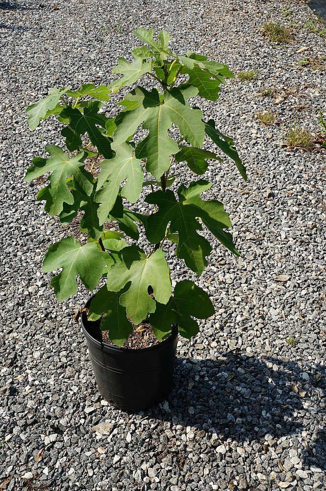 ficus-carica-brown-turkey-fig-tree-edible