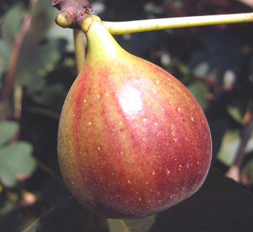 ficus-carica-brown-turkey-fig-tree-edible