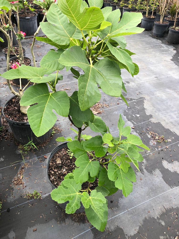 ficus-carica-brown-turkey-fig-tree-edible