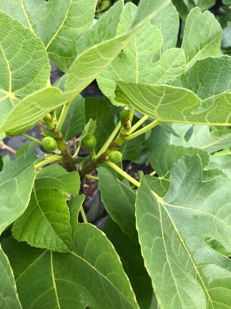 ficus-carica-brown-turkey-fig-tree-edible
