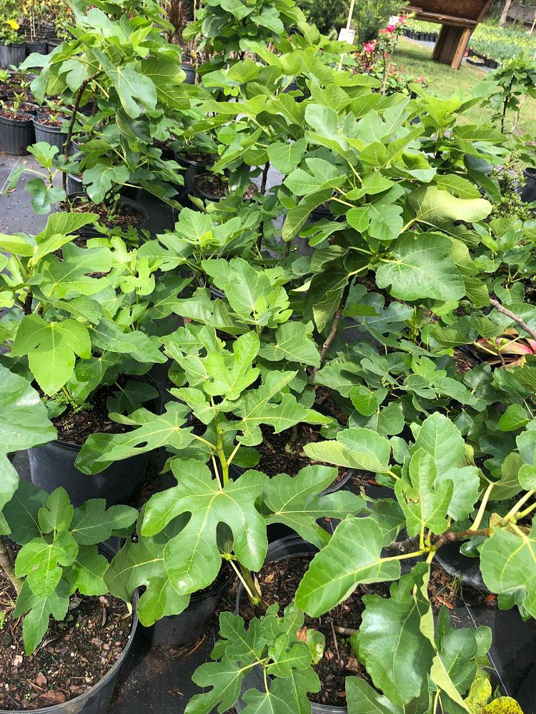 ficus-carica-brown-turkey-fig-tree-edible