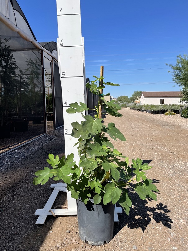 ficus-carica-brown-turkey-fig-tree-edible