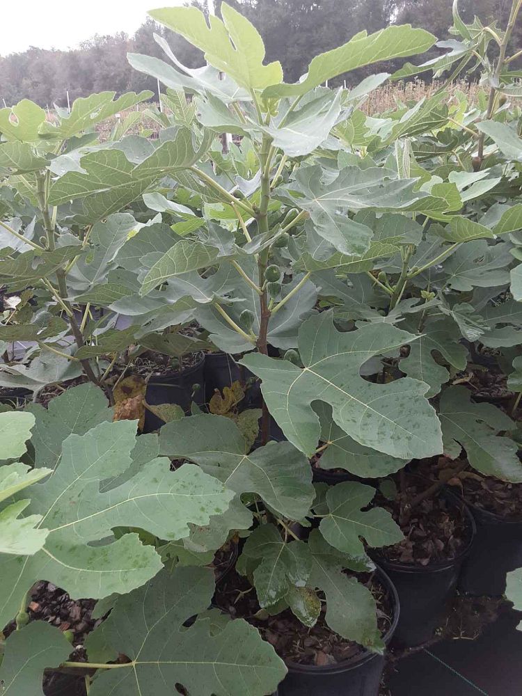 ficus-carica-brown-turkey-fig-tree-edible