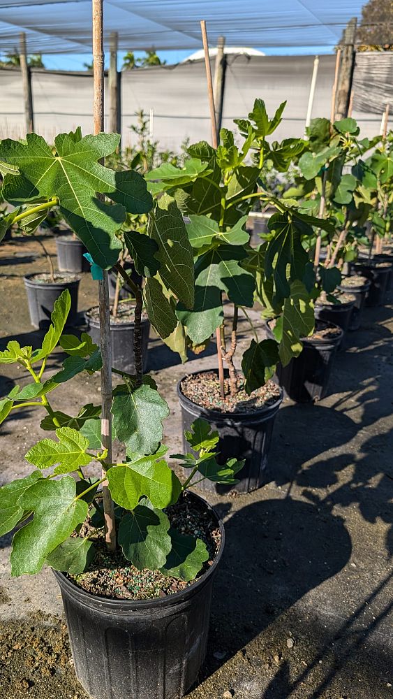 ficus-carica-brown-turkey-fig-tree-edible
