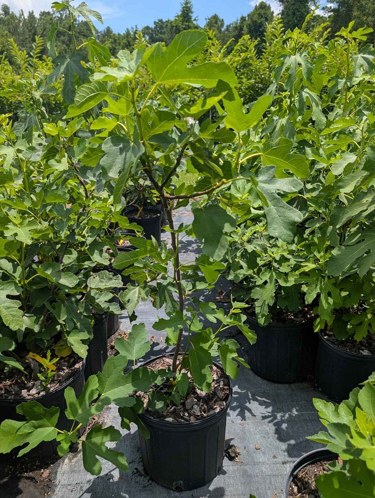ficus-carica-brown-turkey-fig-tree-edible