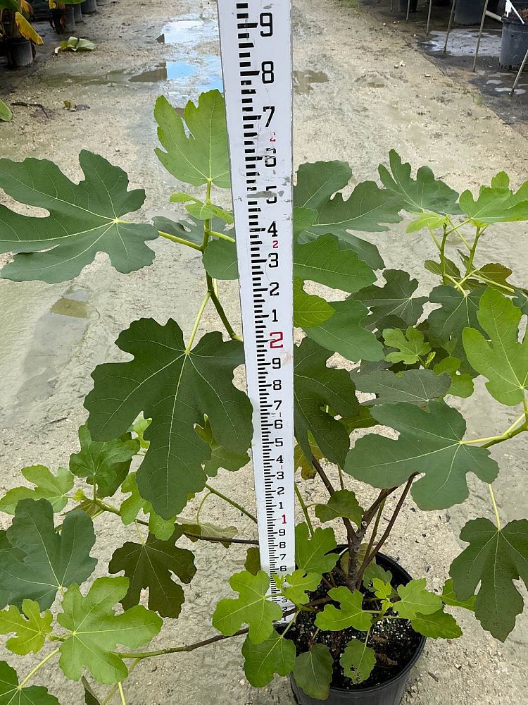 ficus-carica-brown-turkey-fig-tree-edible