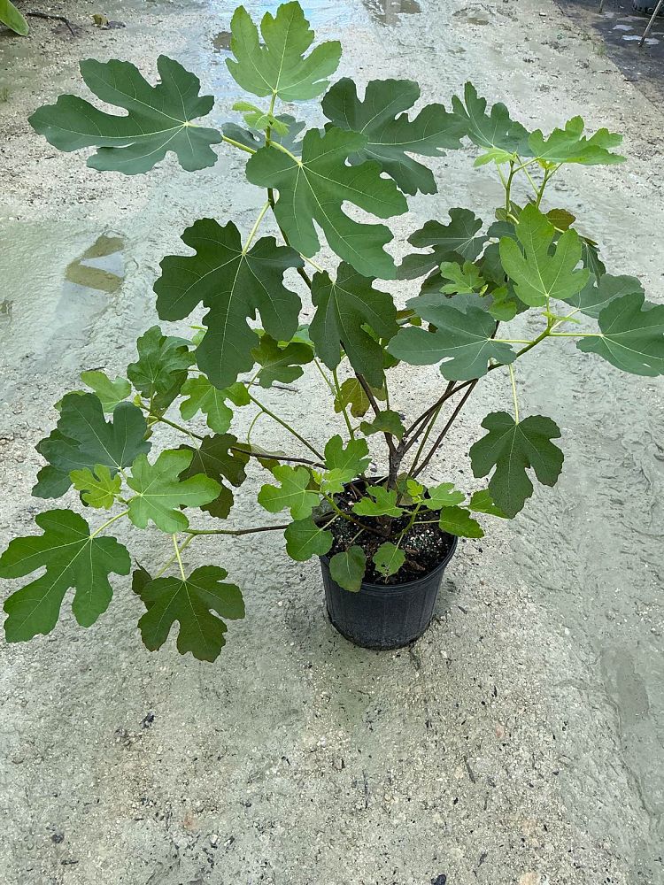 ficus-carica-brown-turkey-fig-tree-edible