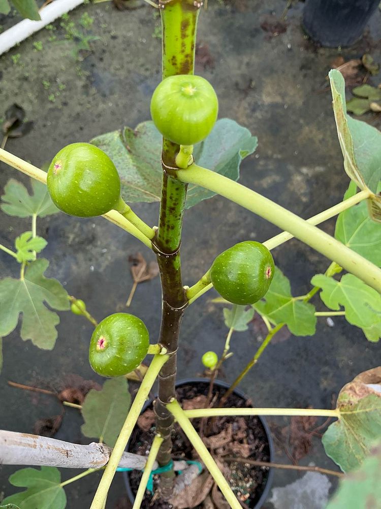 ficus-carica-brown-turkey-fig-tree-edible