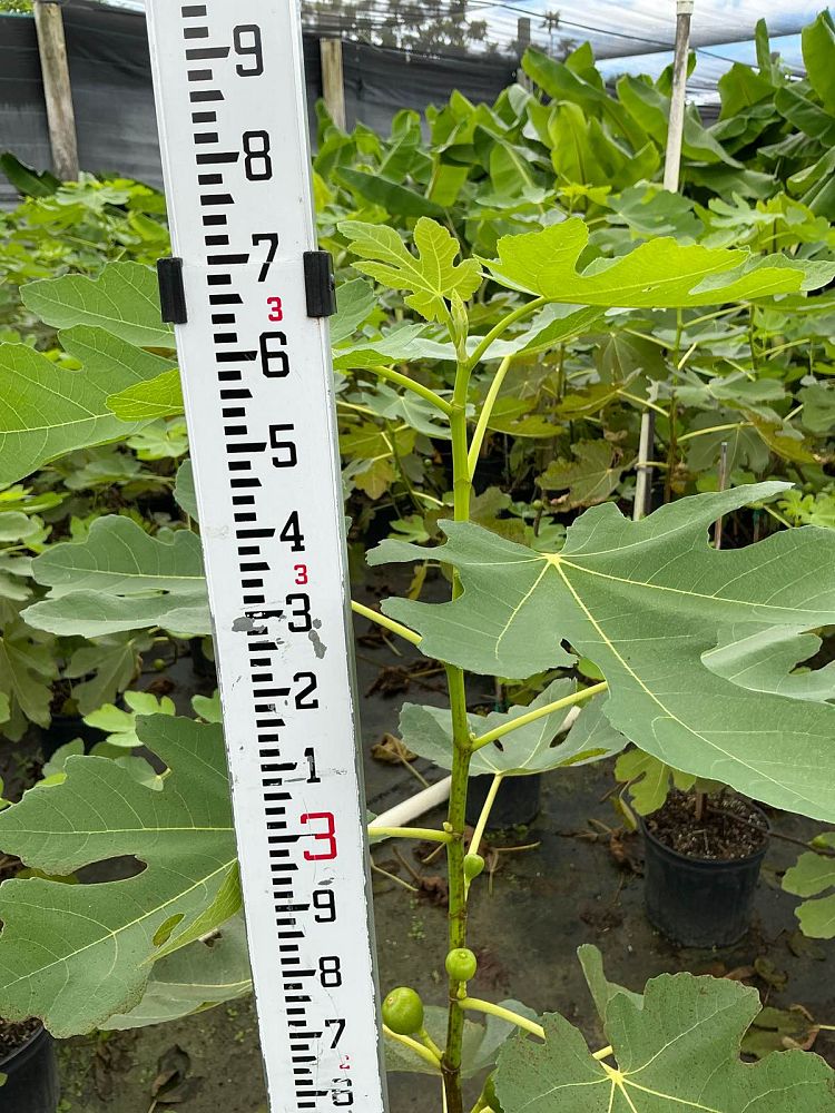 ficus-carica-brown-turkey-fig-tree-edible