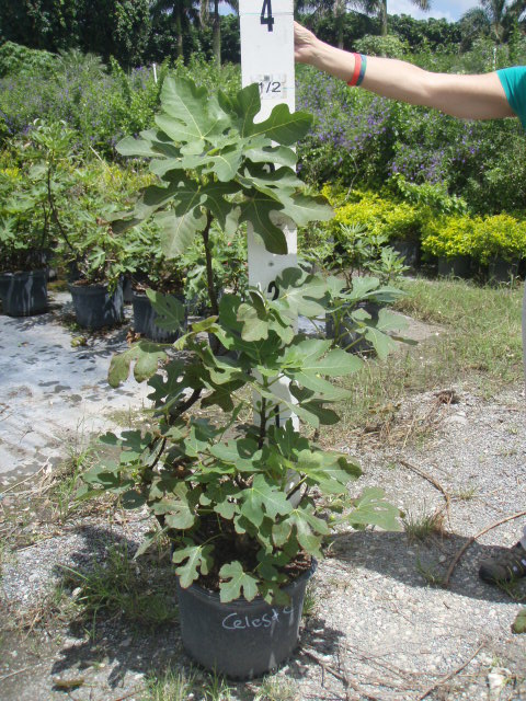 ficus-carica-celeste-fig-tree-edible