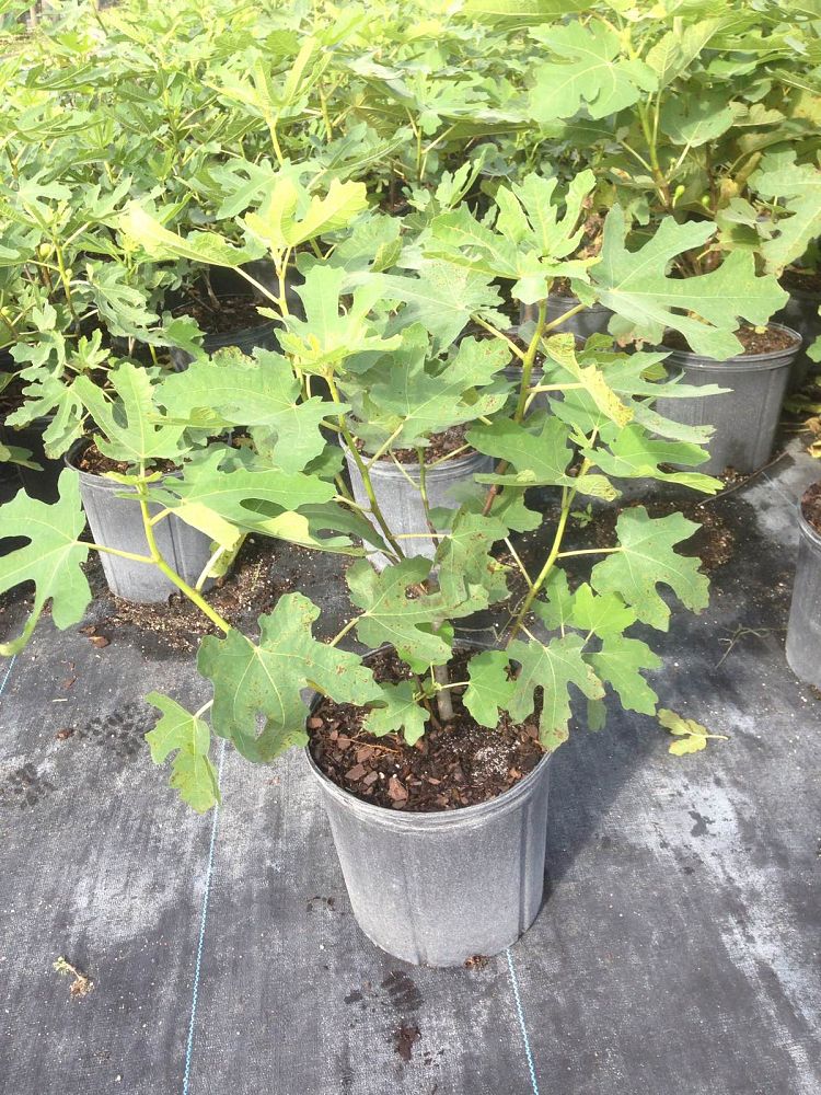 ficus-carica-celeste-fig-tree-edible