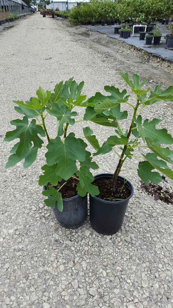 ficus-carica-celeste-fig-tree-edible
