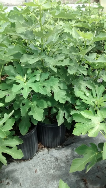 ficus-carica-celeste-fig-tree-edible