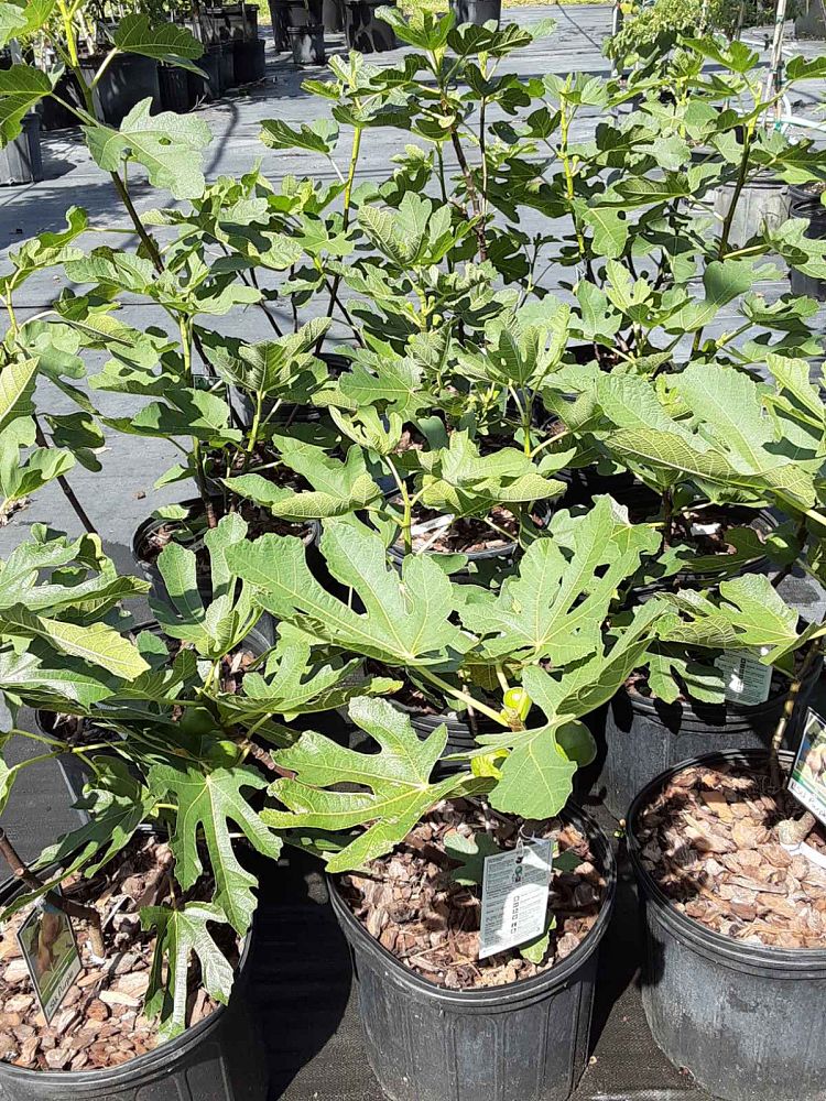 ficus-carica-celeste-fig-tree-edible