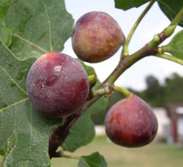 ficus-carica-celeste-fig-tree-edible