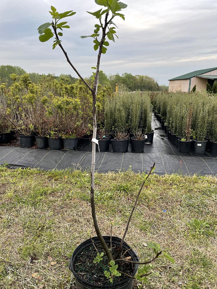 ficus-carica-celeste-fig-tree-edible