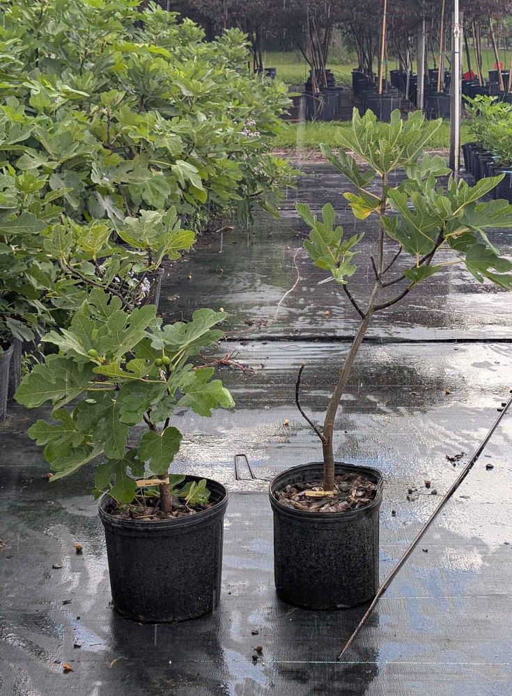 ficus-carica-celeste-fig-tree-edible