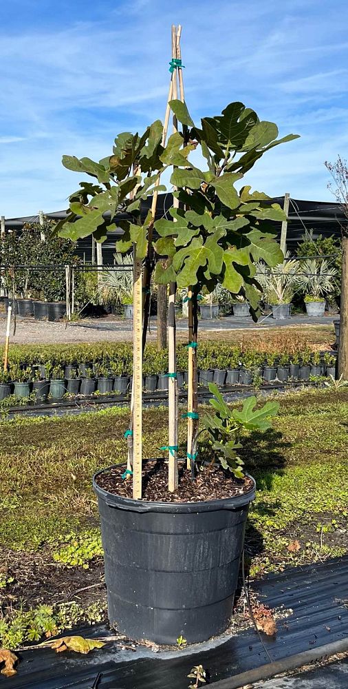 ficus-carica-chicago-hardy-fig-tree-edible