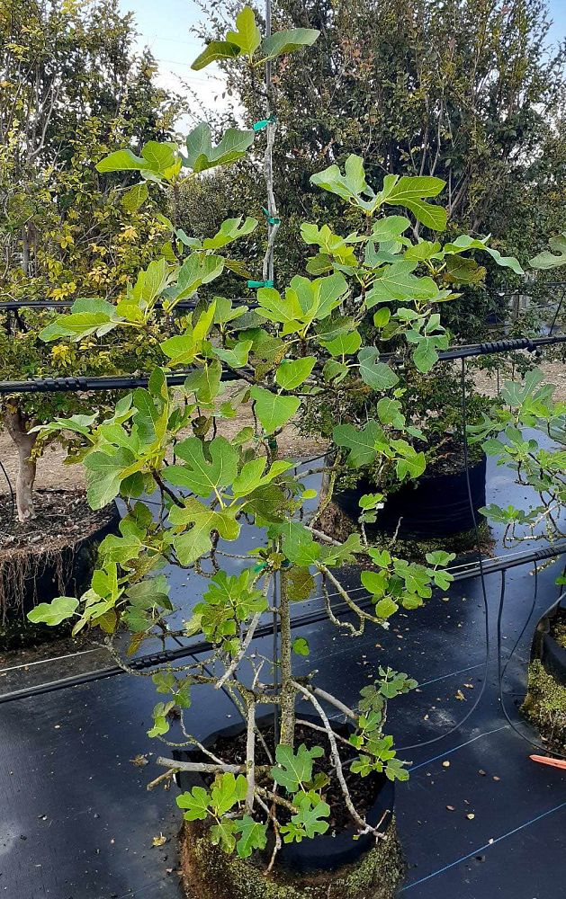 ficus-carica-fig-tree-edible-common-fig