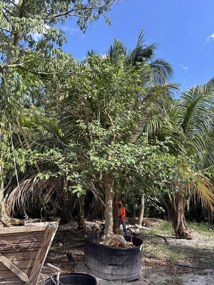 ficus-carica-fig-tree-edible-common-fig
