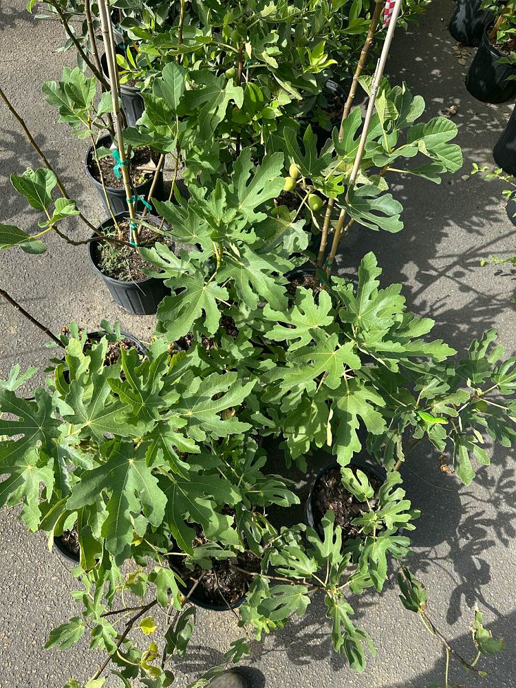 ficus-carica-fig-tree-edible-common-fig