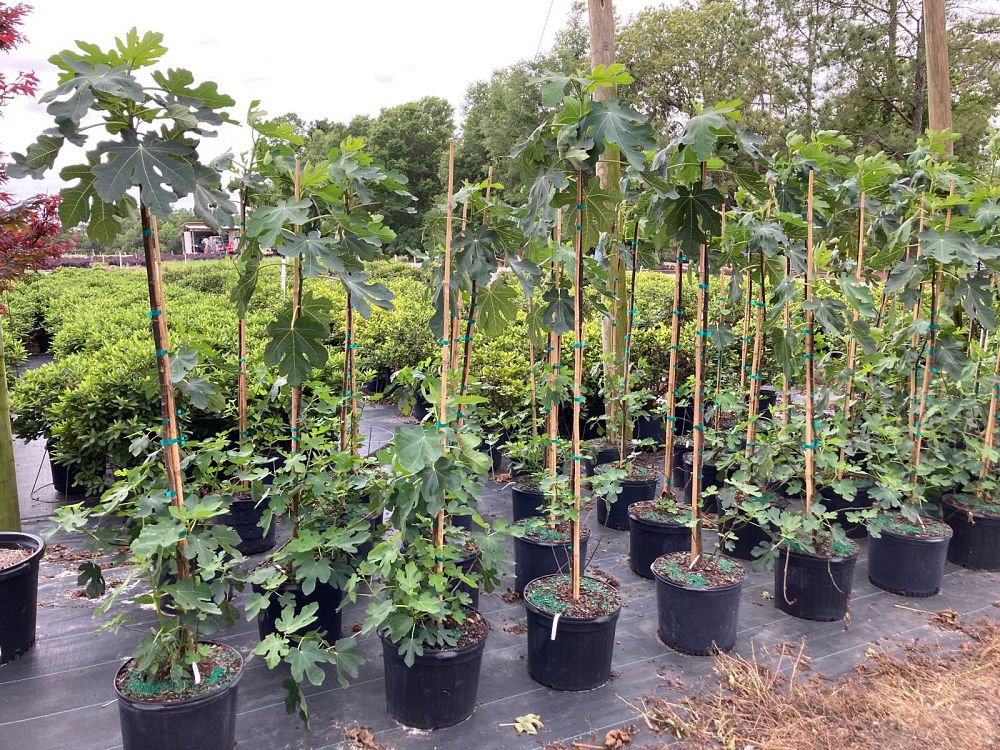 ficus-carica-ge-neri-edible-fig-common-fig