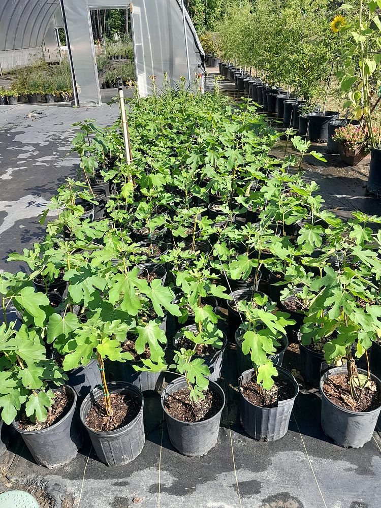 ficus-carica-ge-neri-edible-fig-common-fig