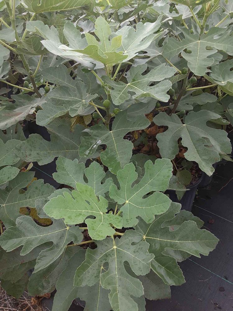 ficus-carica-green-ishi-fig-tree-edible