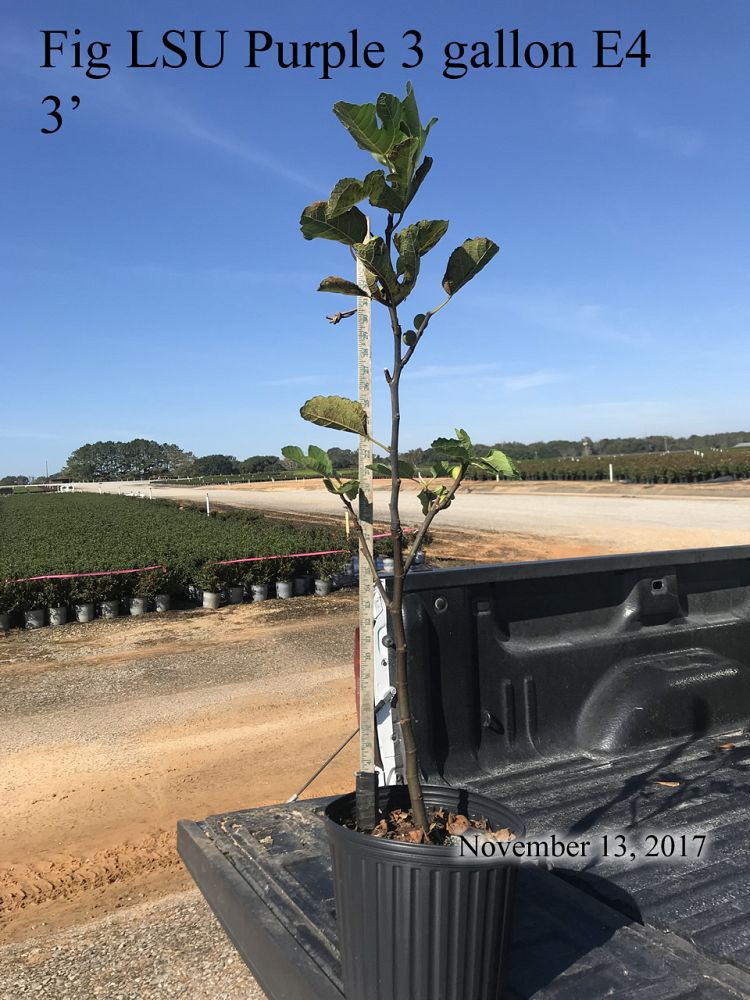 ficus-carica-lsu-purple-fig-tree-edible
