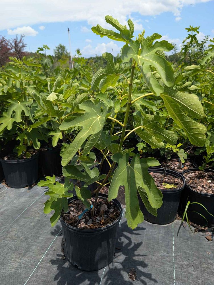 ficus-carica-lsu-purple-fig-tree-edible