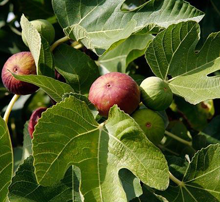 ficus-carica-majoam-fig-tree-edible-little-miss-figgy-dwarf-fig