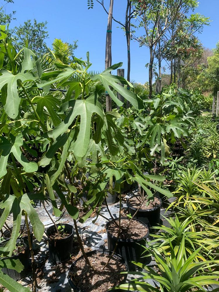 ficus-carica-olympian-fig-tree-edible