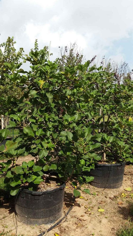 ficus-carica-texas-everbearing-fig-tree-edible