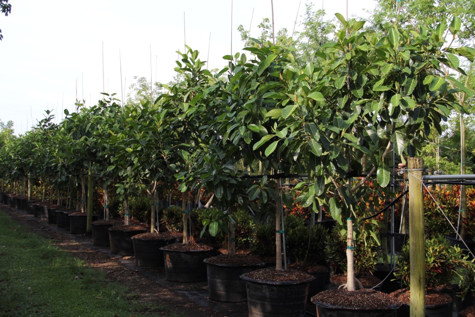 ficus-citrifolia-short-leaf-fig