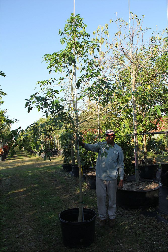 ficus-citrifolia-short-leaf-fig
