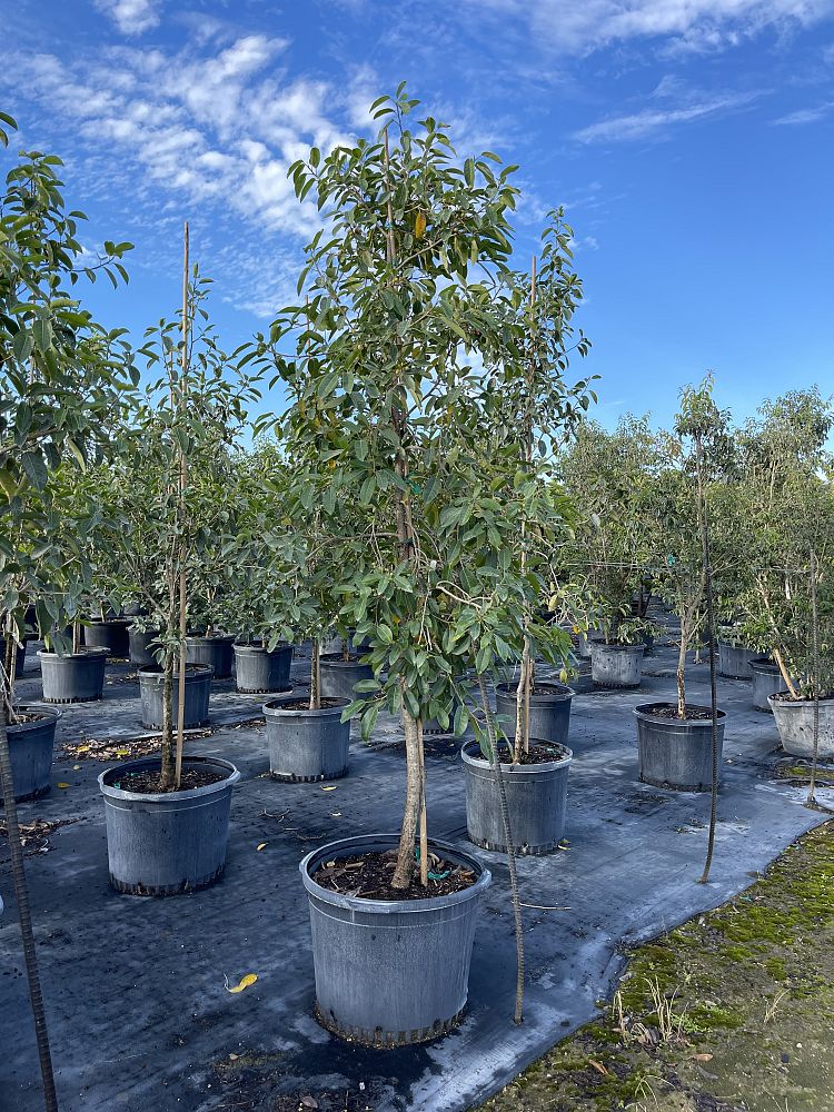 ficus-citrifolia-short-leaf-fig