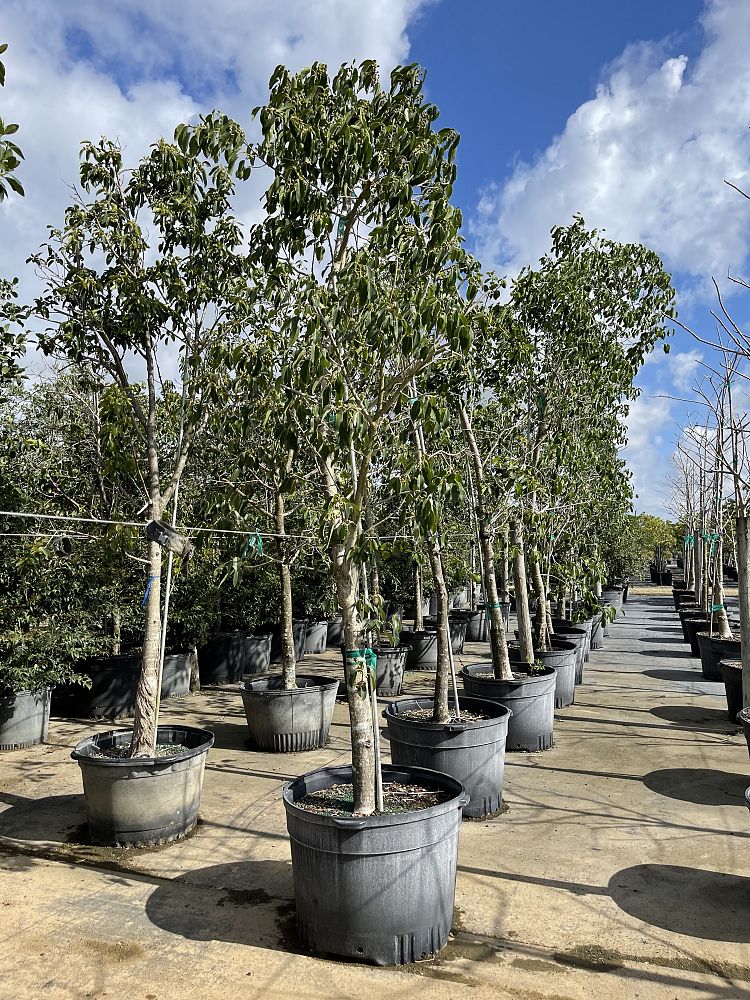 ficus-citrifolia-short-leaf-fig