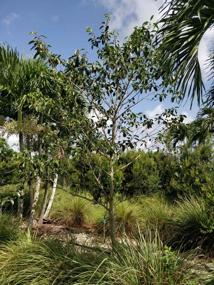 ficus-citrifolia-short-leaf-fig