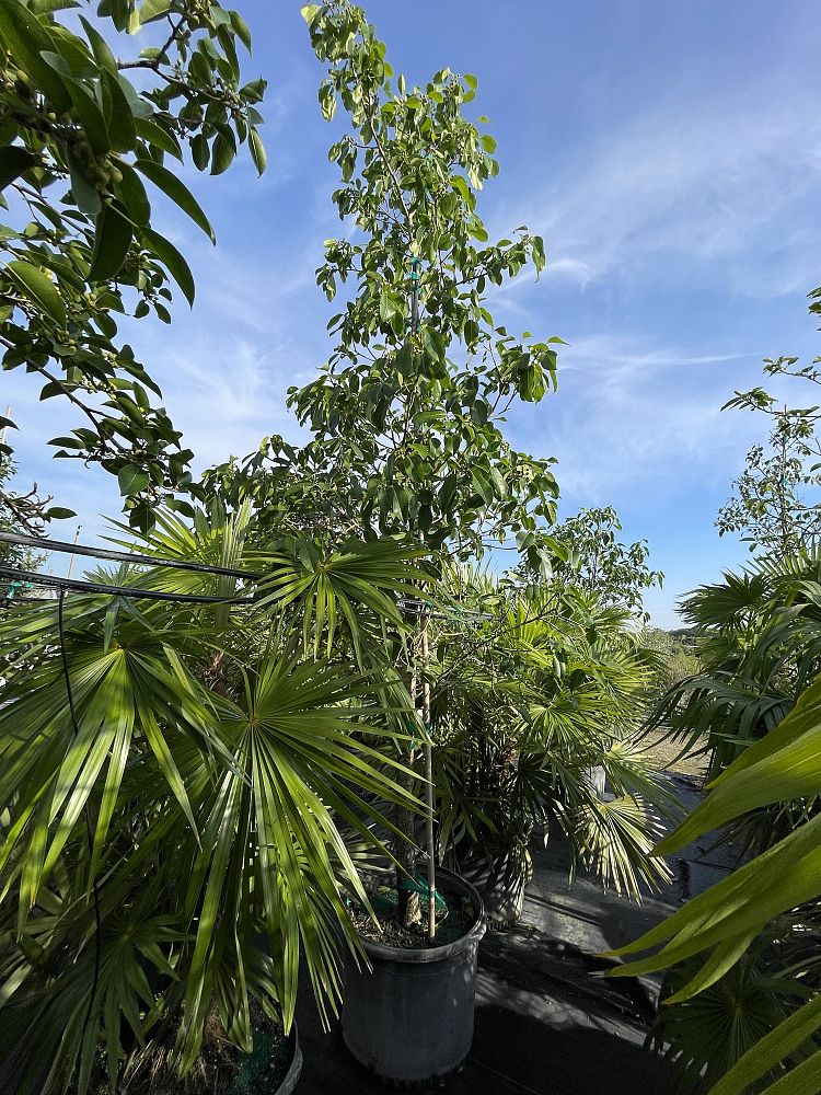 ficus-citrifolia-short-leaf-fig