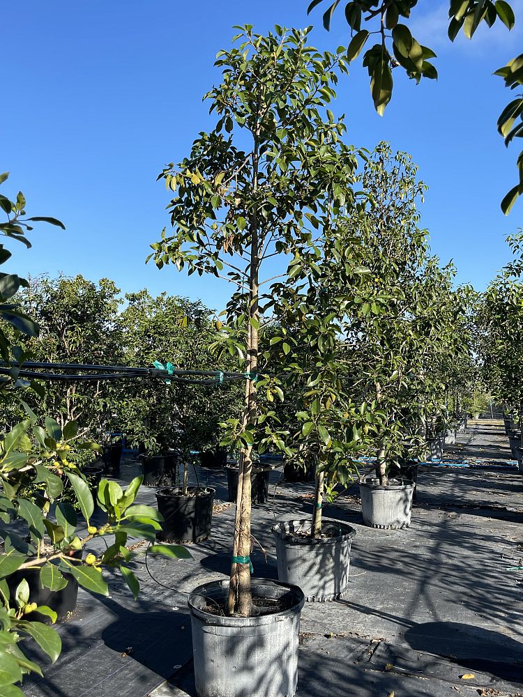ficus-citrifolia-short-leaf-fig