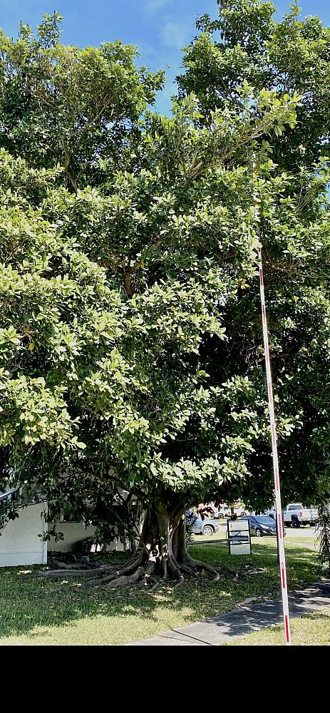 ficus-citrifolia-short-leaf-fig