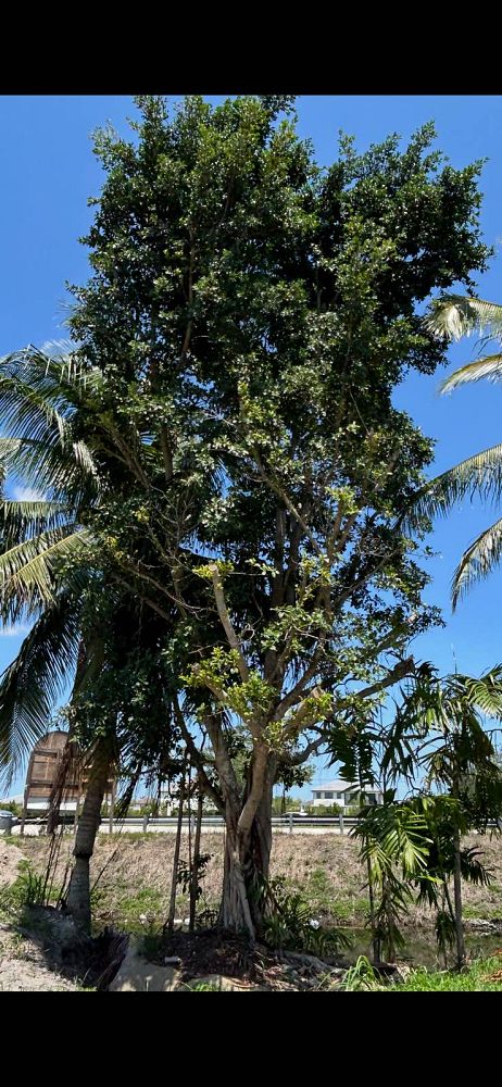 ficus-citrifolia-short-leaf-fig